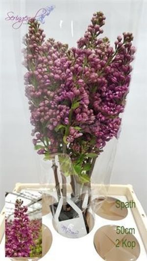 LILAS LUDWIG SPATH 50